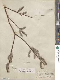 Salix discolor image