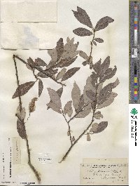 Salix discolor var. prinoides image