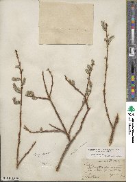 Salix discolor var. prinoides image