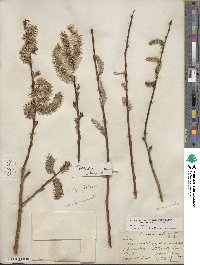 Salix discolor var. prinoides image