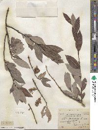 Salix discolor image