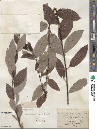 Salix discolor image