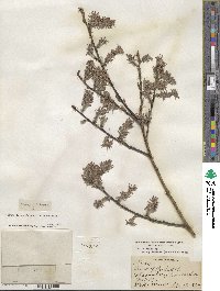 Salix discolor var. prinoides image