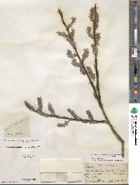 Salix discolor image