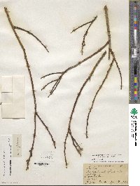 Salix discolor image