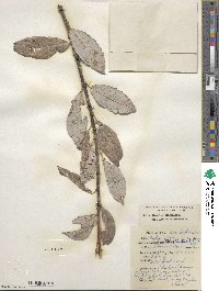 Salix discolor image