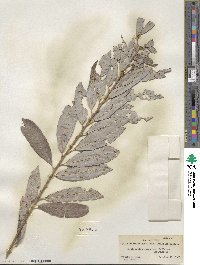 Salix discolor image