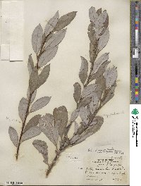 Salix discolor image