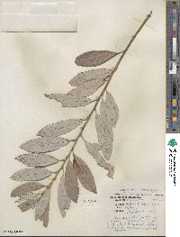 Salix discolor image