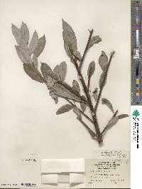 Salix discolor image