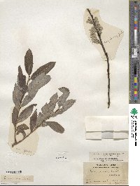 Salix discolor image