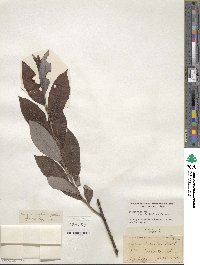 Salix discolor image