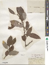 Salix discolor image