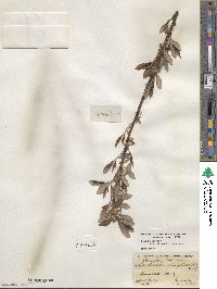 Salix discolor image