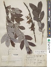 Salix discolor image