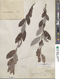 Salix discolor image