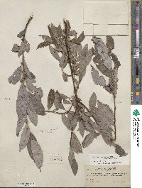 Salix discolor image