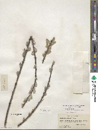 Salix discolor image