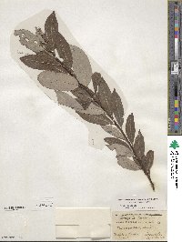 Salix discolor image