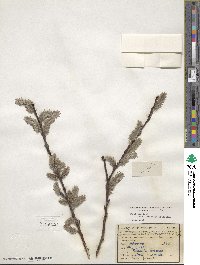 Salix discolor image