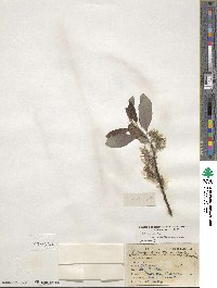 Salix discolor image