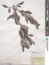 Salix discolor image