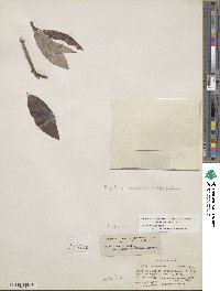 Salix discolor image