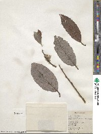 Salix discolor image