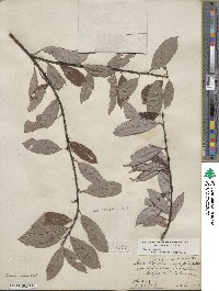 Salix discolor image