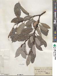 Salix discolor image