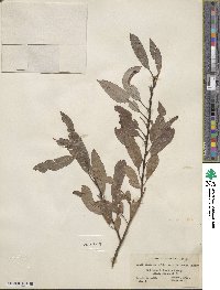 Salix discolor image