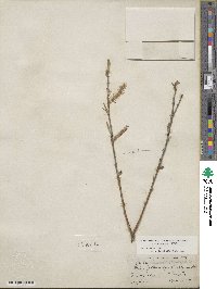 Salix discolor image