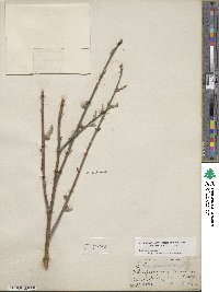 Salix discolor image