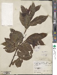 Salix discolor image