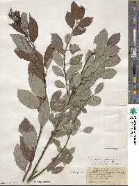 Salix discolor image