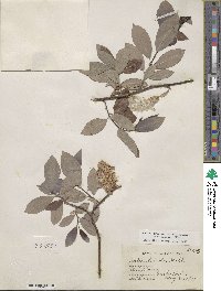 Salix discolor image