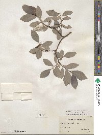 Salix discolor image