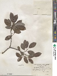 Salix discolor image