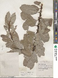 Salix discolor image