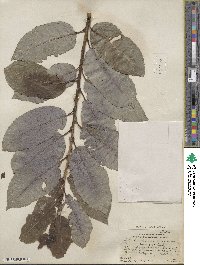 Salix discolor image