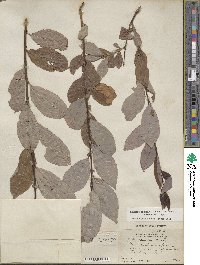 Salix discolor image