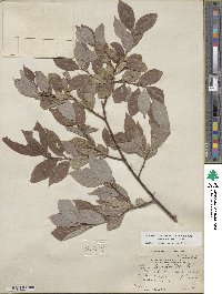 Salix discolor image