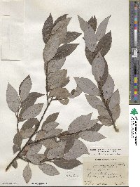 Salix discolor image