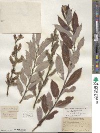 Salix eriocephala image