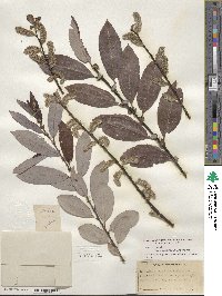 Salix eriocephala image