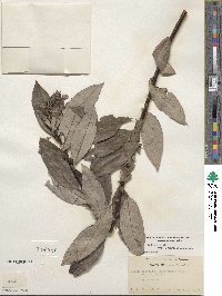 Salix eriocephala image