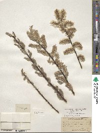 Salix eriocephala image