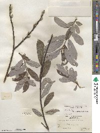 Salix eriocephala image