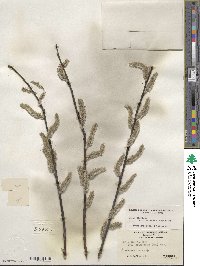 Salix eriocephala image