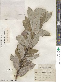 Salix eriocephala image